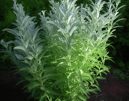 Artemisia Sieberi - Interstellar Blends