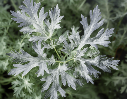 Artemisia absinthium – A striking image of Artemisia absinthium, an herb in Interstellar Blends for liver detoxification and metabolic health.