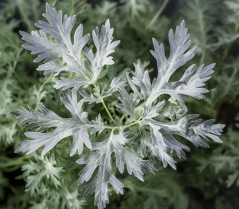 Artemisia absinthium – A striking image of Artemisia absinthium, an herb in Interstellar Blends for liver detoxification and metabolic health.