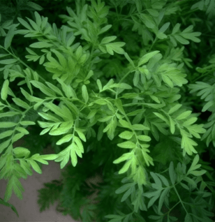 Artemisia scoparza - Interstellar Blends