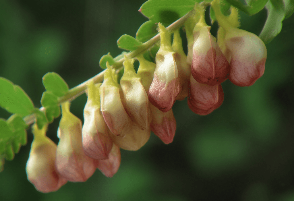 Astragali Radix - Interstellar Blends