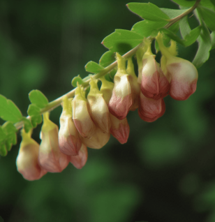 Astragali Radix - Interstellar Blends