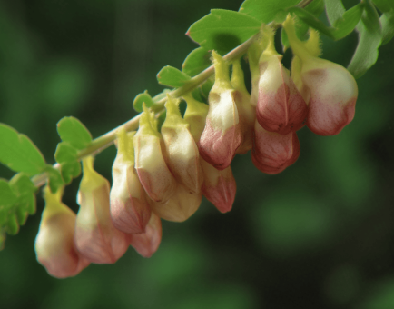 Astragali Radix - Interstellar Blends