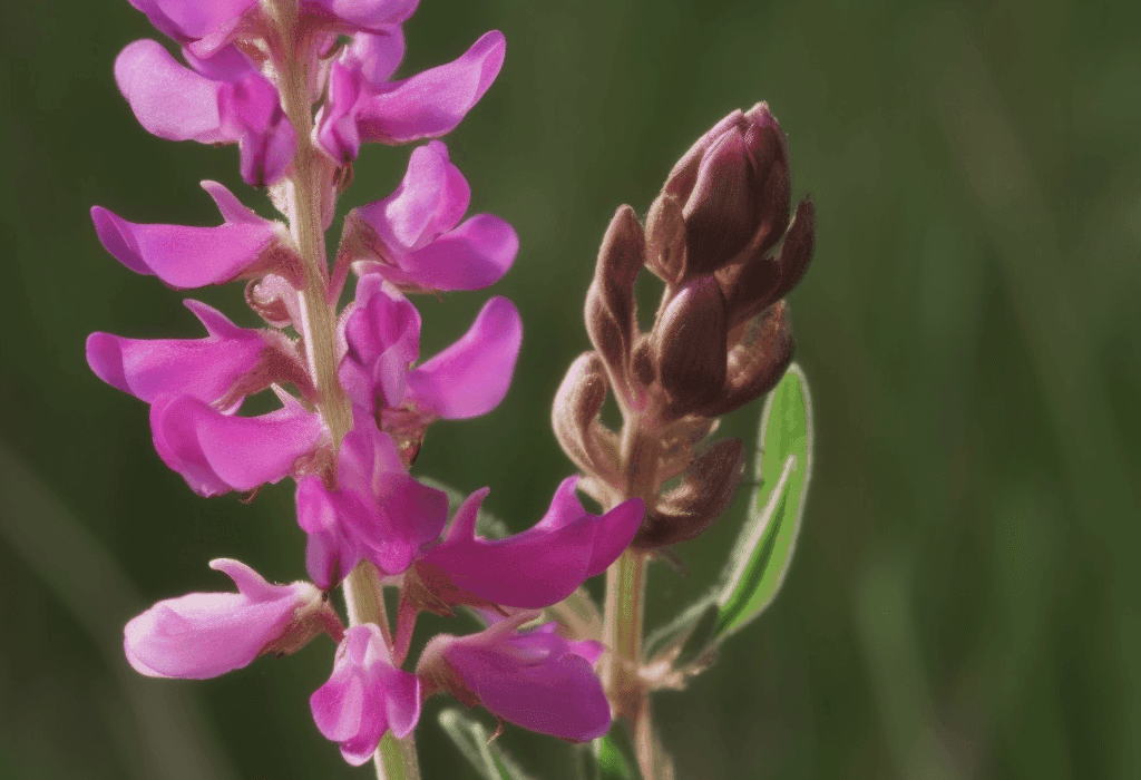 Astragaloside A source plant - Interstellar Blends