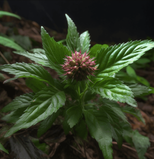 Atractylodes macrocephala Koidz - Interstellar Blends