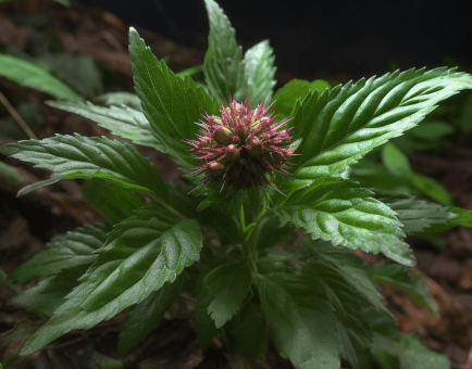 Atractylodes macrocephala Koidz - Interstellar Blends