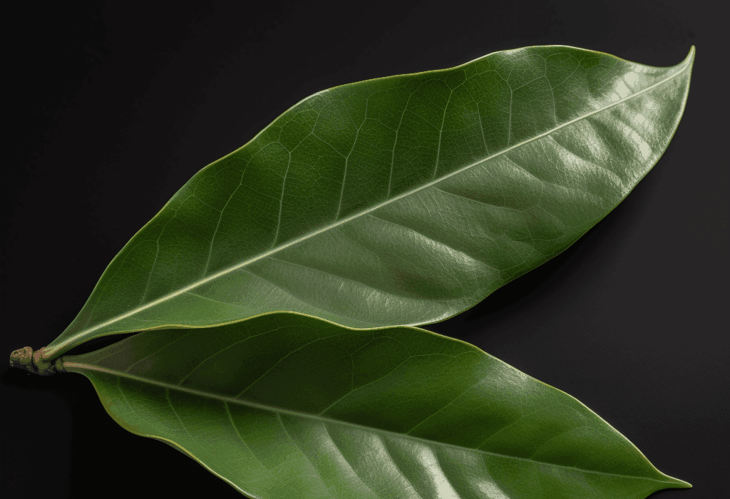 Persea americana – A close-up of Persea americana (Avocado), a nutrient-dense superfruit in Interstellar Blends for heart and brain health.