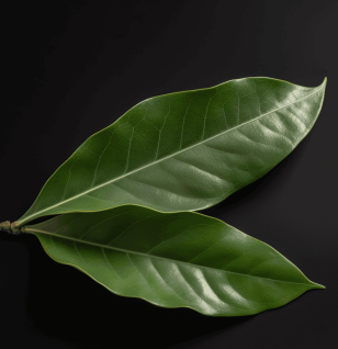 Persea americana – A close-up of Persea americana (Avocado), a nutrient-dense superfruit in Interstellar Blends for heart and brain health.