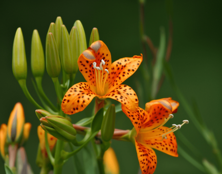 A bright image of Belamcanda chinensis, used in Interstellar Blends for its anti-inflammatory and respiratory benefits.