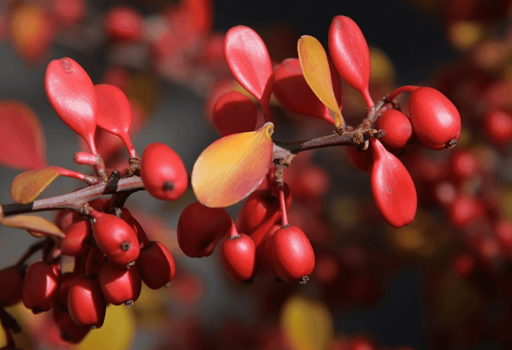 Berberis vulgaris - Interstellar Blends