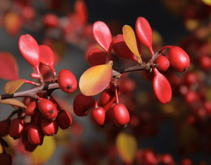 Berberis vulgaris - Interstellar Blends