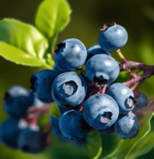 Blueberry anthocyanin - Interstellar Blends