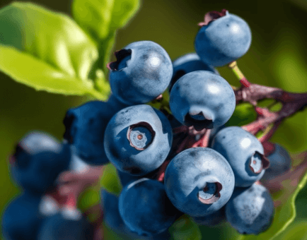 Blueberry anthocyanin - Interstellar Blends