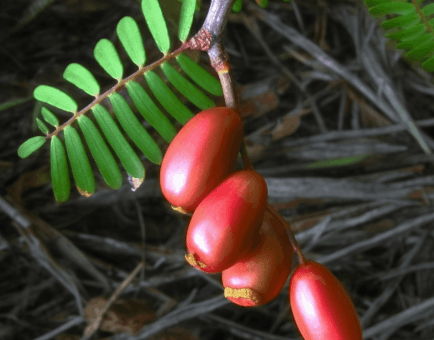 Byrsocarpus Coccineus - Interstellar Blends