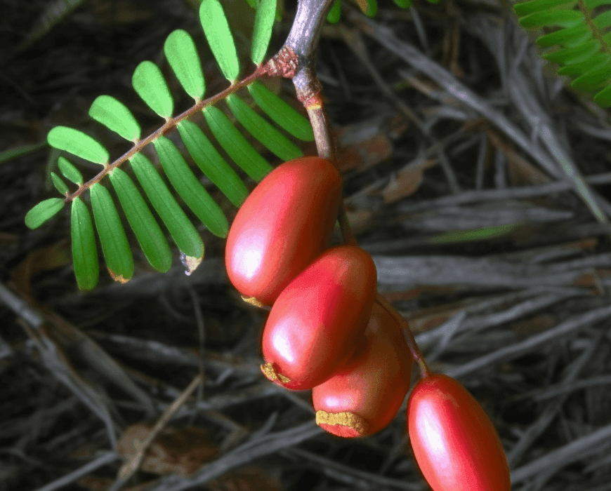Byrsocarpus Coccineus - Interstellar Blends