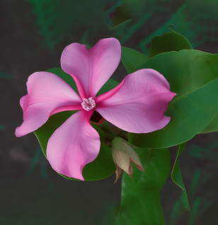 Catharantus roseus – A bright depiction of Catharantus roseus (Madagascar periwinkle), an herb in Interstellar Blends used for its alkaloid content and cellular health.