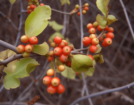 A vivid shot of Celastrus Orbiculatus, included in Interstellar Blends for cognitive enhancement.