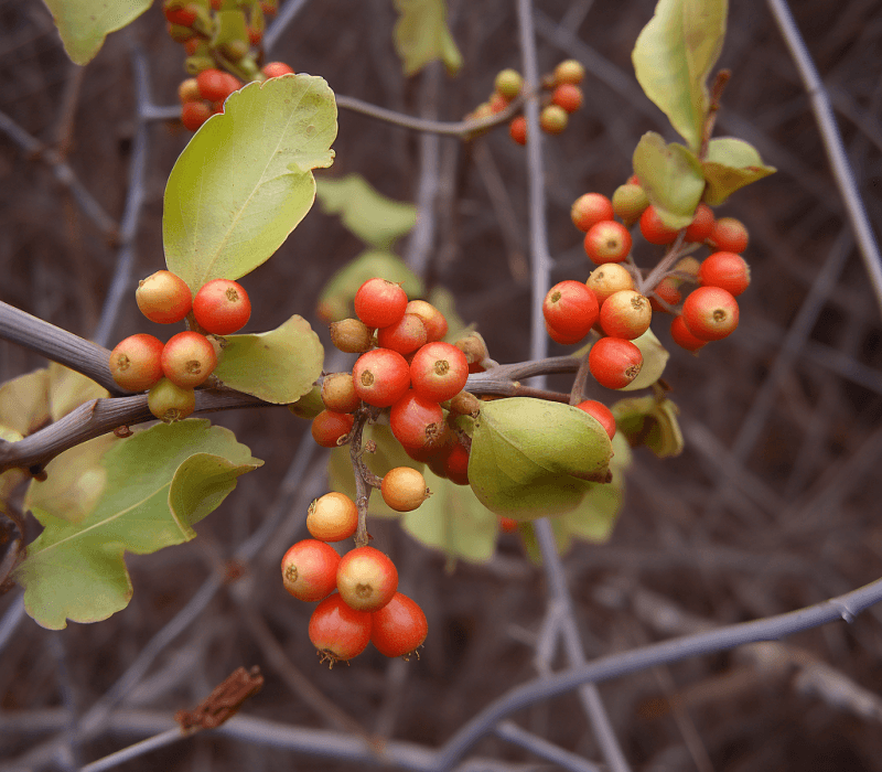 A vivid shot of Celastrus Orbiculatus, included in Interstellar Blends for cognitive enhancement.