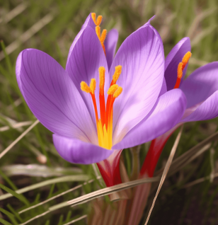 Crocus sativus (Saffron) – A vibrant image of Crocus sativus, the source of Saffron in Interstellar Blends, prized for mood and cognitive support.