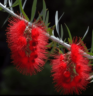 Callistemon-Lanceolatus - Interstellar Blends