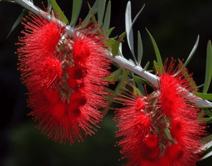 Callistemon-Lanceolatus - Interstellar Blends
