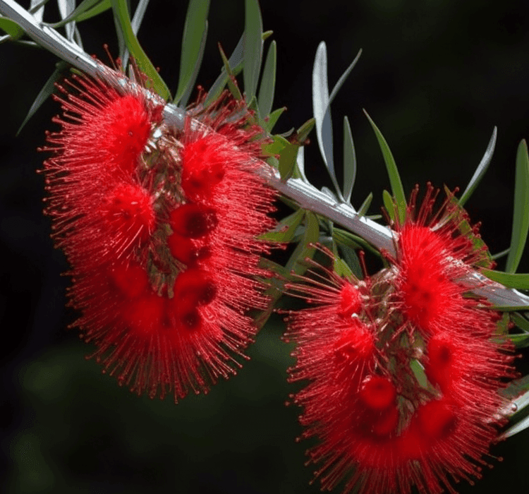 Callistemon-Lanceolatus - Interstellar Blends