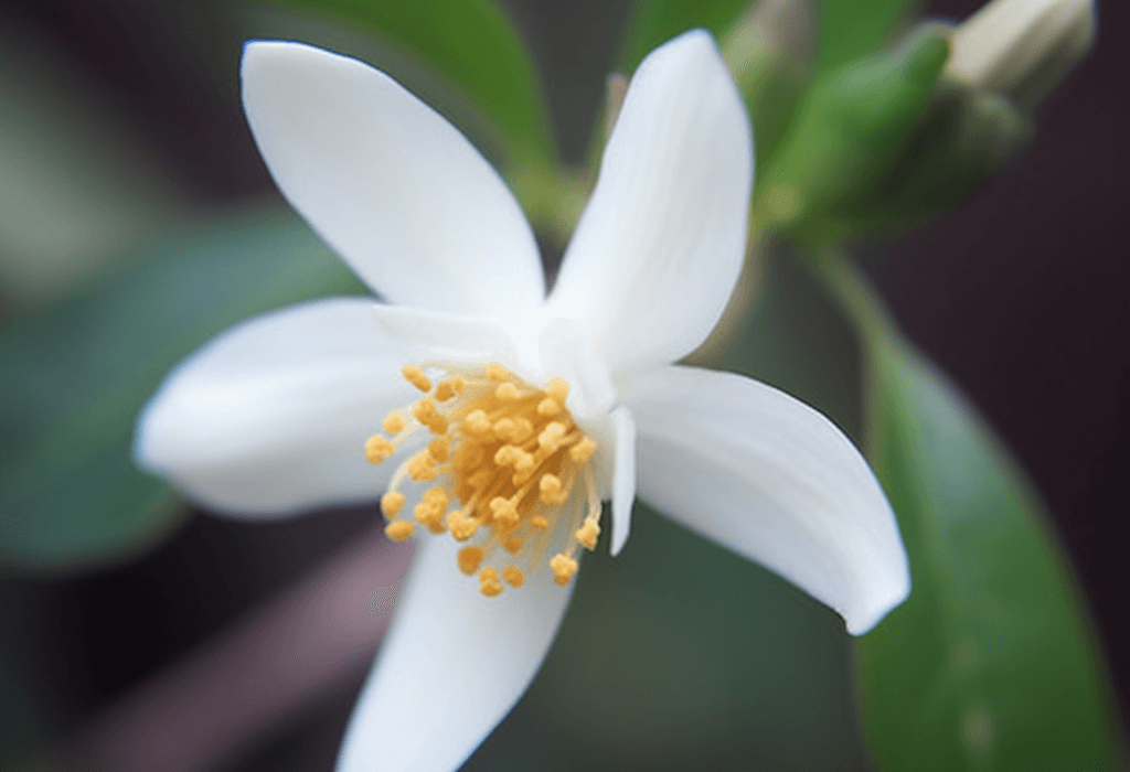 Camellia Brevistyla - Interstellar Blends