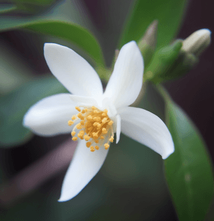 Camellia Brevistyla - Interstellar Blends