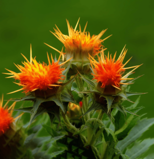 Carthamus tinctorius – A vibrant image of Carthamus tinctorius (Safflower), an herb in Interstellar Blends for cardiovascular health and circulation.