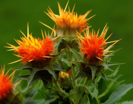 Carthamus tinctorius – A vibrant image of Carthamus tinctorius (Safflower), an herb in Interstellar Blends for cardiovascular health and circulation.