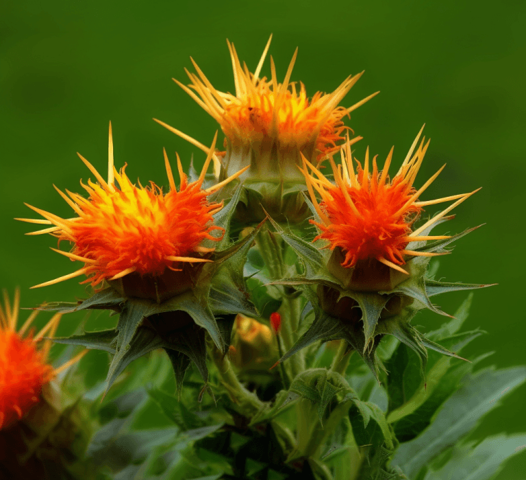 Carthamus tinctorius – A vibrant image of Carthamus tinctorius (Safflower), an herb in Interstellar Blends for cardiovascular health and circulation.
