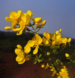 Cassia Auriculata - Interstellar Blends