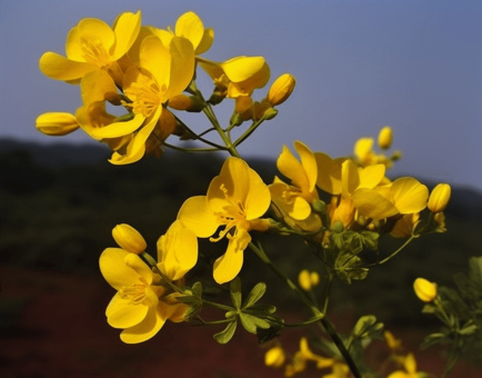 Cassia Auriculata - Interstellar Blends