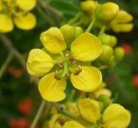 Cassia siamea Lamk (Siamese Senna) – Traditional medicinal plant in Interstellar Blends, supporting digestion, liver detoxification, and anti-inflammatory benefits.