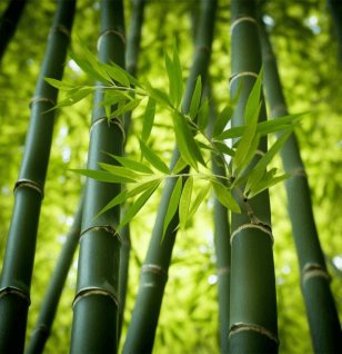 Caulis bamfusae - Interstellar Blends