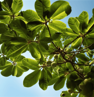 Cecropia pachystachya – A high-quality capture of Cecropia pachystachya, an herb in Interstellar Blends for metabolic and cardiovascular benefits.