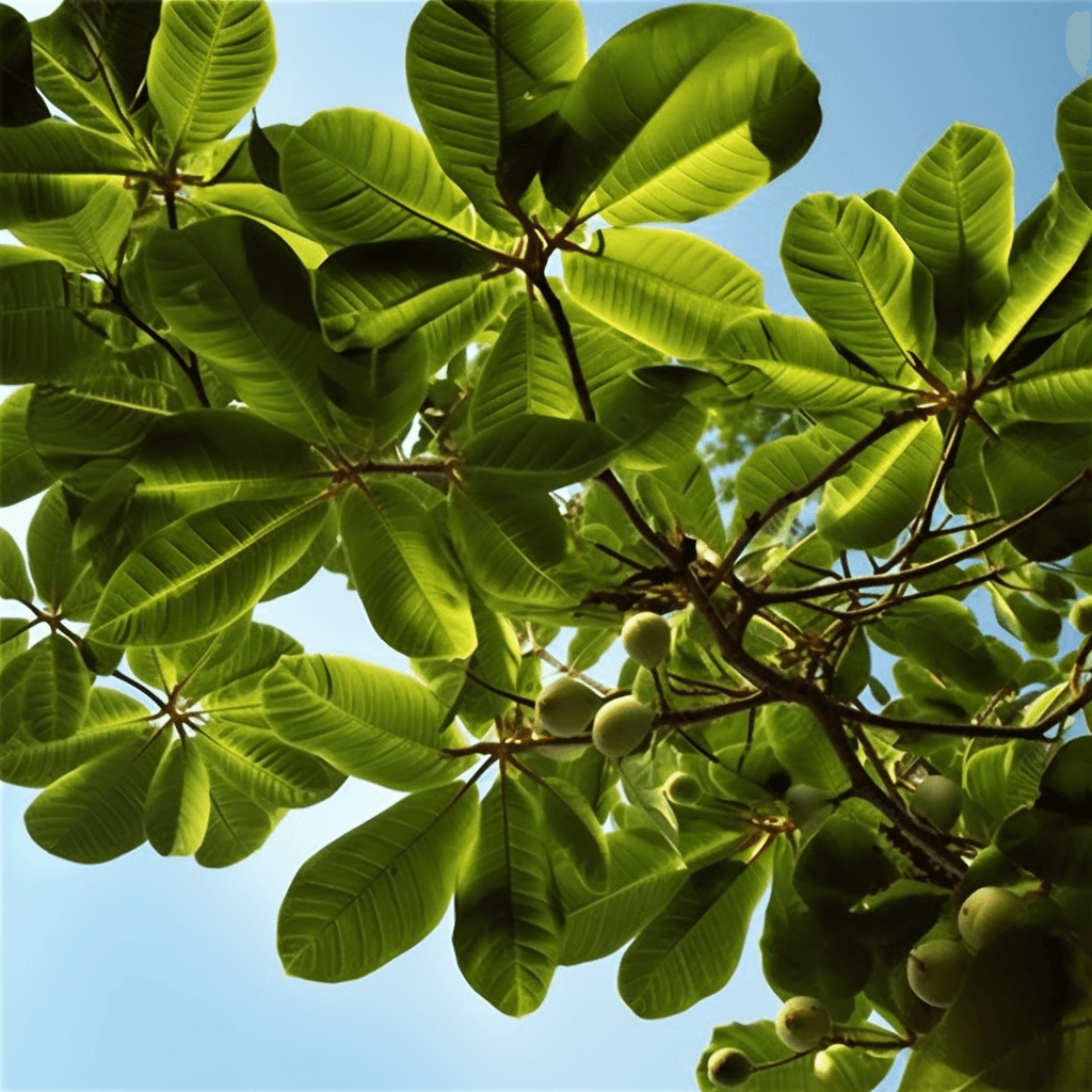 Cecropia pachystachya – A high-quality capture of Cecropia pachystachya, an herb in Interstellar Blends for metabolic and cardiovascular benefits.