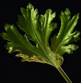 Celery leaf (Apium graveolens) - Interstellar Blends