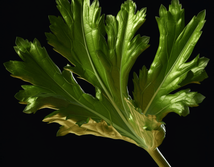Celery leaf (Apium graveolens) - Interstellar Blends