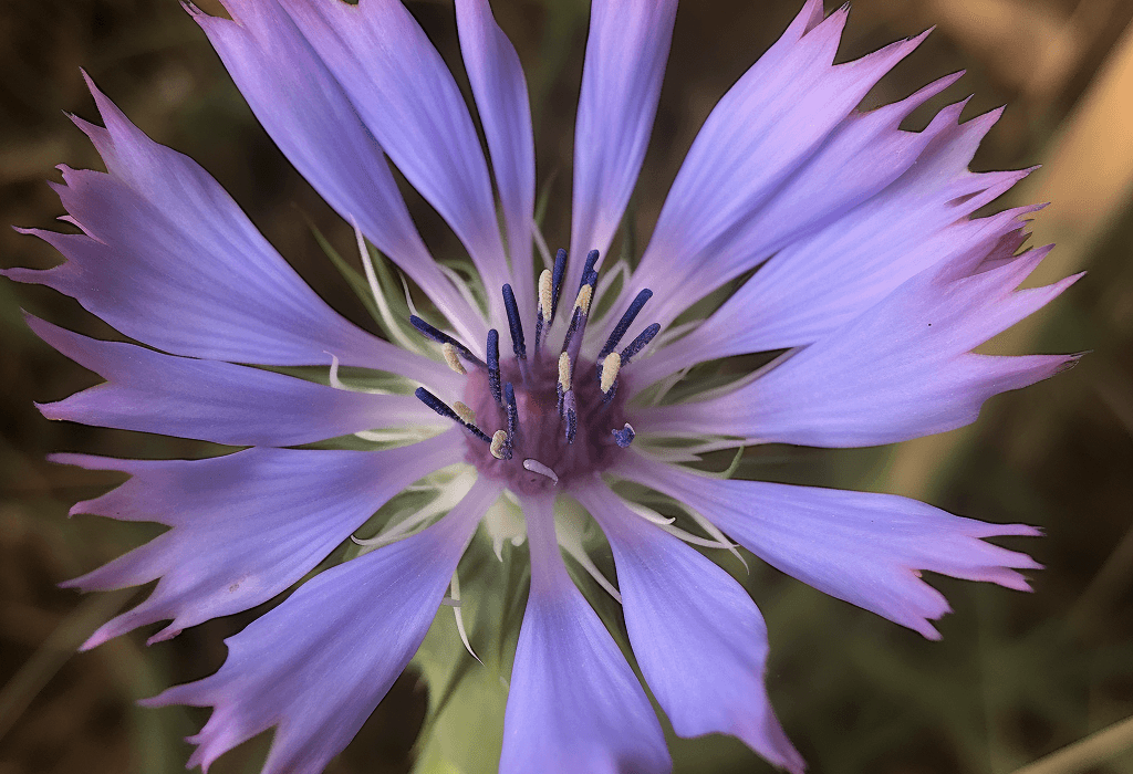 Chicory (Cichorium intybus L.) Fruit Extract – Longevity-boosting ingredient in Interstellar Blends, activating SIRT1 for cellular health, immune support, and metabolic balance.