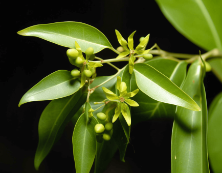 Cinnamomumtamala - Interstellar Blends