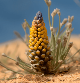 Cistanche Stem (Cistanche deserticola, Rou Cong Rong) – Powerful adaptogen in Interstellar Blends, supporting energy, libido, immune function, and anti-aging benefits.