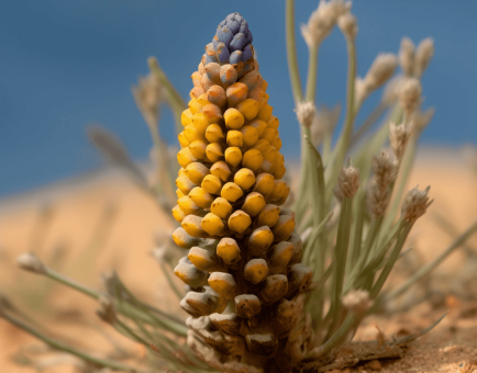 Cistanche Stem (Cistanche deserticola, Rou Cong Rong) – Powerful adaptogen in Interstellar Blends, supporting energy, libido, immune function, and anti-aging benefits.