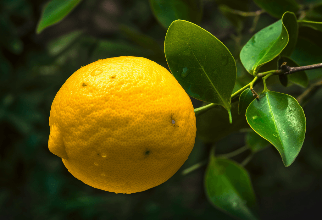 Citrus assamensis - Interstellar Blends