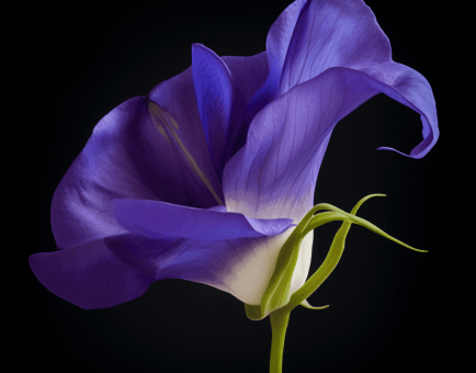 Vibrant Clitoria ternatea (Butterfly Pea Flower) in full bloom—renowned for its deep blue petals and powerful antioxidant properties. Featured in Interstellar Blends' herbal formulations for cognitive enhancement, vitality, and stress relief.