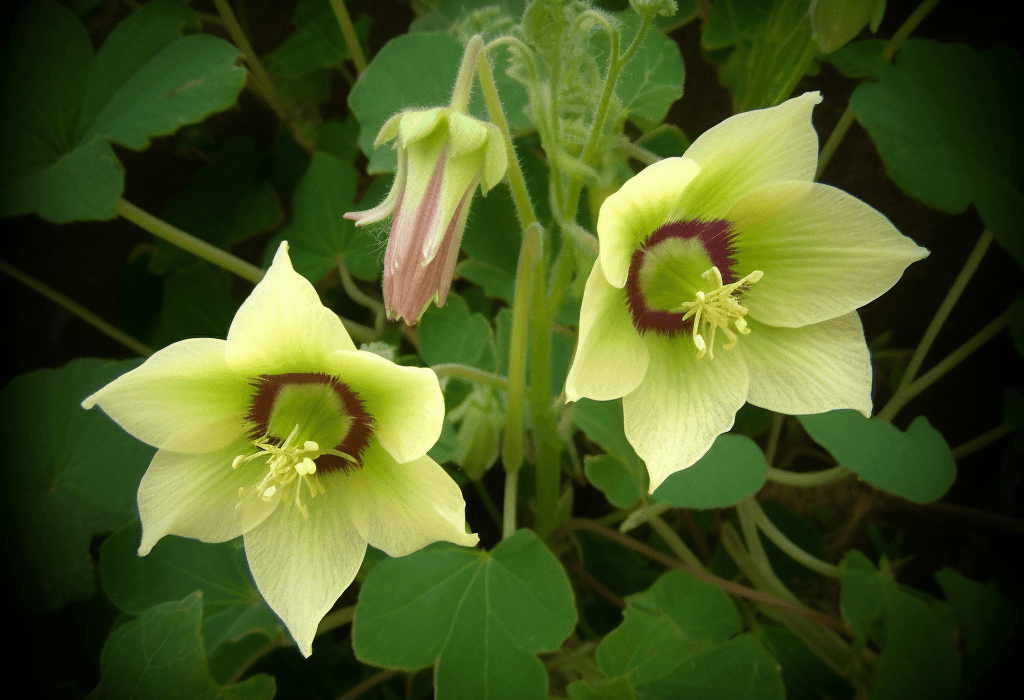 Codonopsis tangshen root illustration, a traditional adaptogenic herb featured in Interstellar Blends' herbal formulas, known for supporting energy, enhancing digestion, and strengthening the immune system