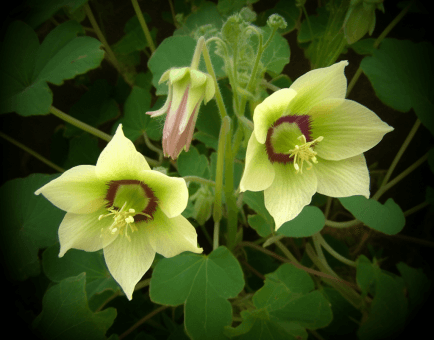 Codonopsis tangshen root illustration, a traditional adaptogenic herb featured in Interstellar Blends' herbal formulas, known for supporting energy, enhancing digestion, and strengthening the immune system