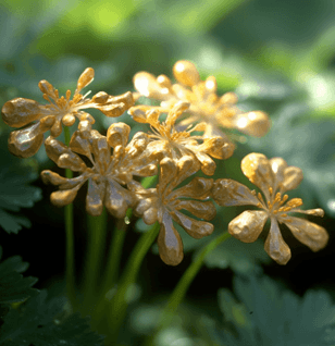 Coptidis Rhizoma – Liver-detoxifying herb in Interstellar Blends, supporting gut health and reducing infections.