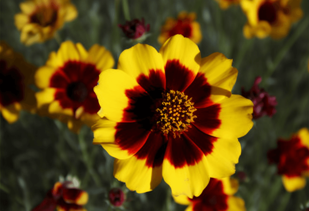 Coreopsis Tinctoria - Interstellar Blends