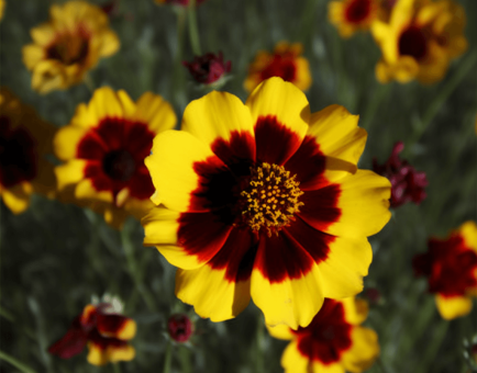 Coreopsis Tinctoria - Interstellar Blends